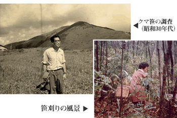 上：クマ笹の調査(昭和30年代)/下：笹刈りの風景